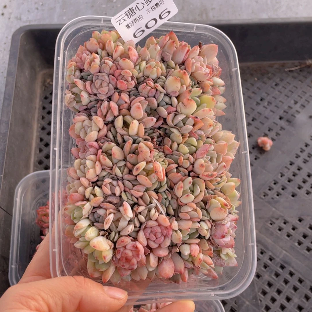 云糖心多肉植物606