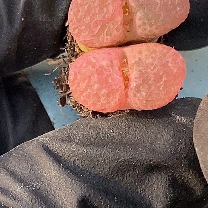 木*桃喜花园0208-16风铃