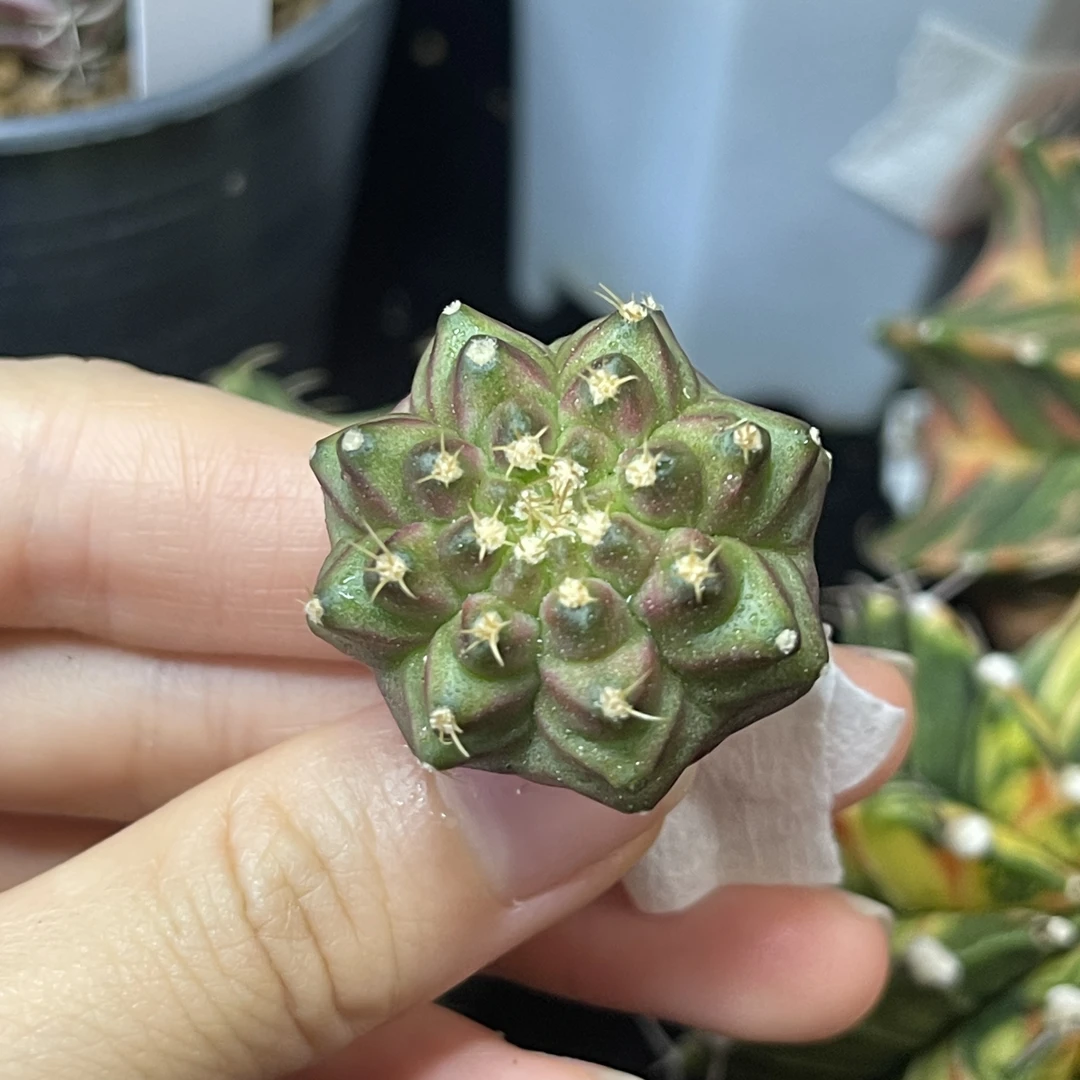 Neon轮回 福利一物一拍 脱土发货