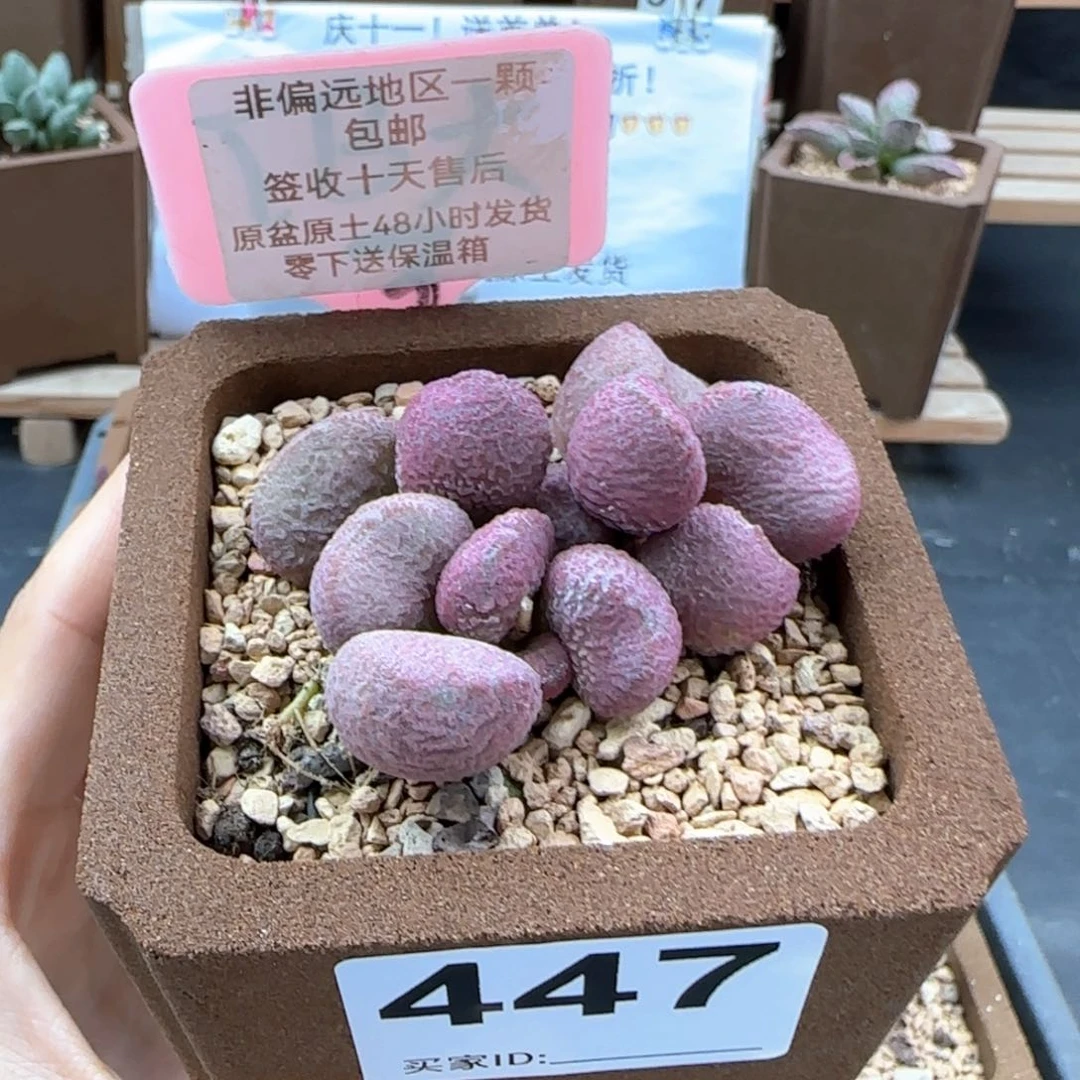 447夏娃多肉植物