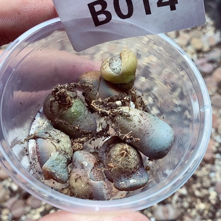 植**生我是一只小小鸟地域鬼014