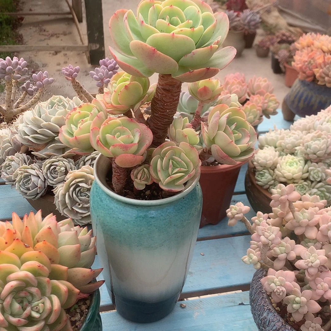 雪*子碧桃多肉植物脱土