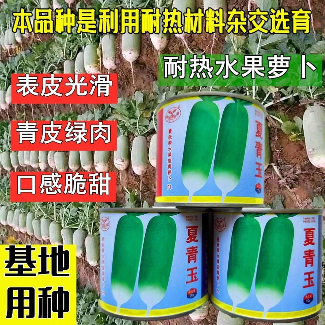 夏青玉水果萝卜种子大全耐热抗病较耐抽苔青萝卜种子微辣皮薄脆甜