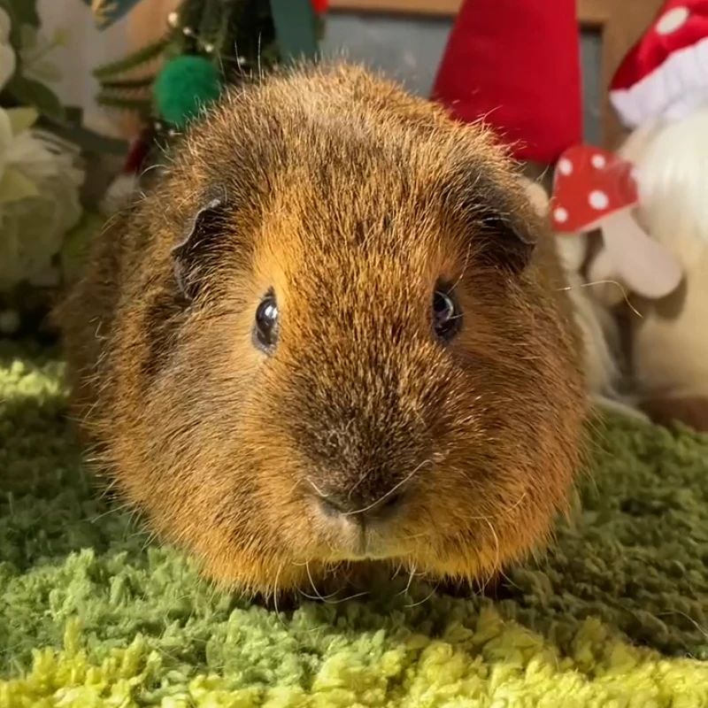 25254荷兰猪豚鼠活体宠物天竺鼠直播挑选美泰弟弟生日：6-29（C19）