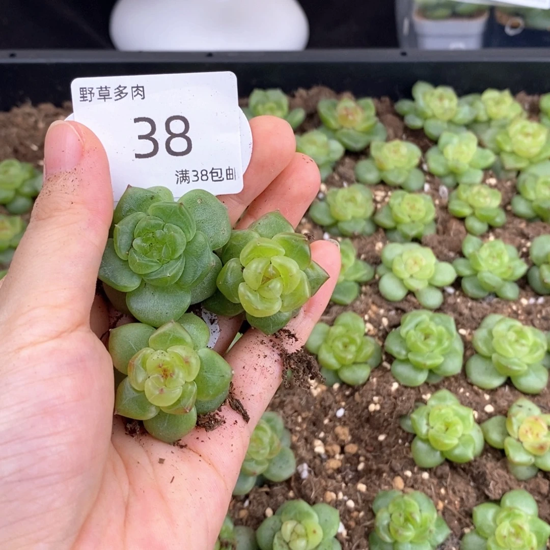 38号珍妮三颗一组
