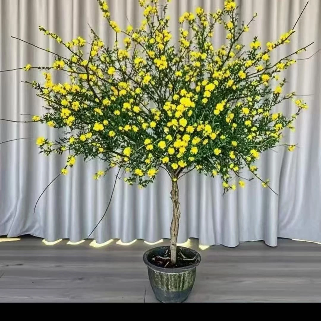 迎春花树苗耐寒垂丝爬藤报春花黄金万两庭院绿化四季常青盆载地载