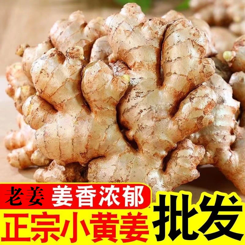 正宗云南农家高山小黄姜新姜当季新鲜现挖现卖产地直销批发