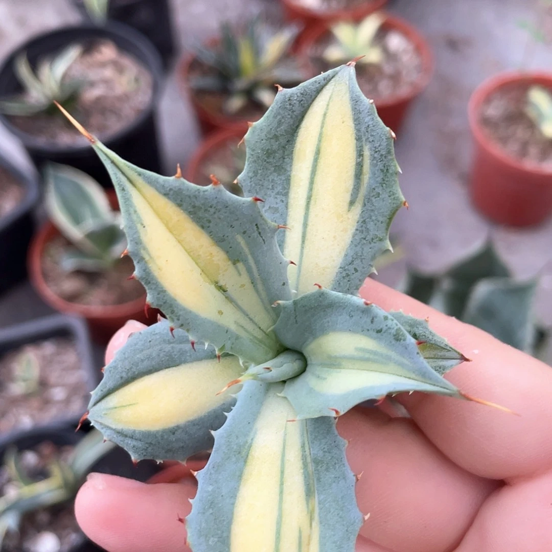 赤雷龙舌兰盆口13