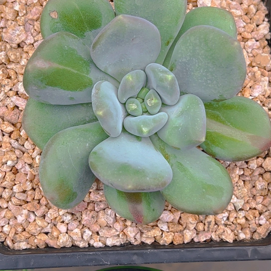 风***华风样年华 x系列 发货