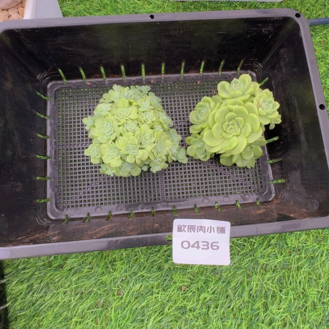 夕****多肉植物麦秆两颗0436