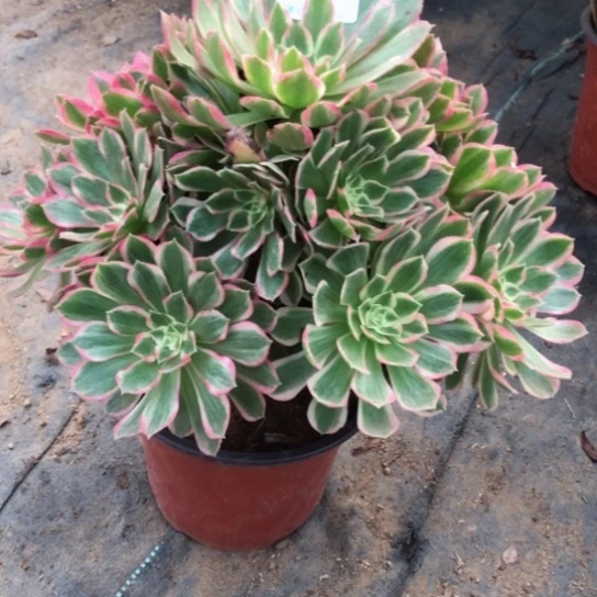 迪***贝无花朵孔雀翎法师多肉植物046号