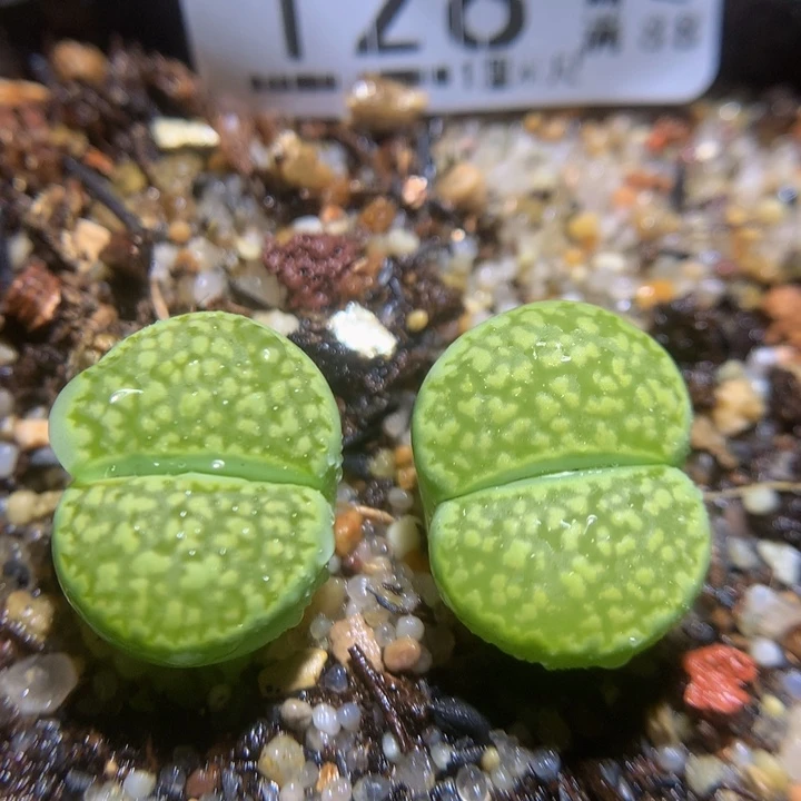 精品生石花121.128哈密瓜