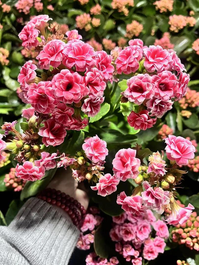 精品长寿花 《圣诞之夜》130盆