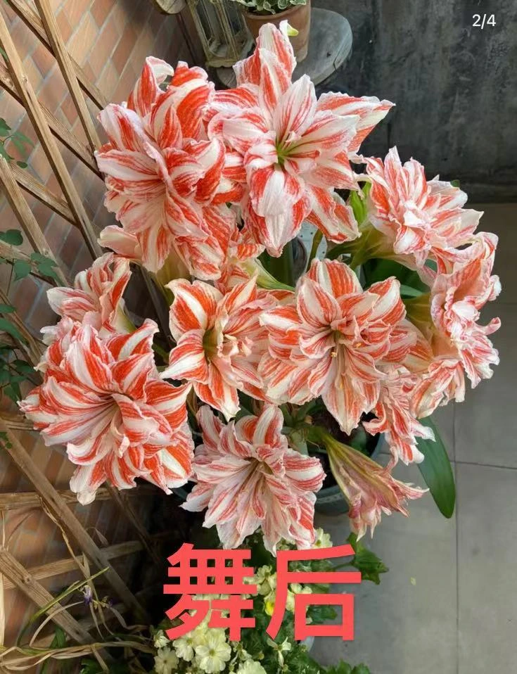 进口朱顶红舞后《大花重瓣》