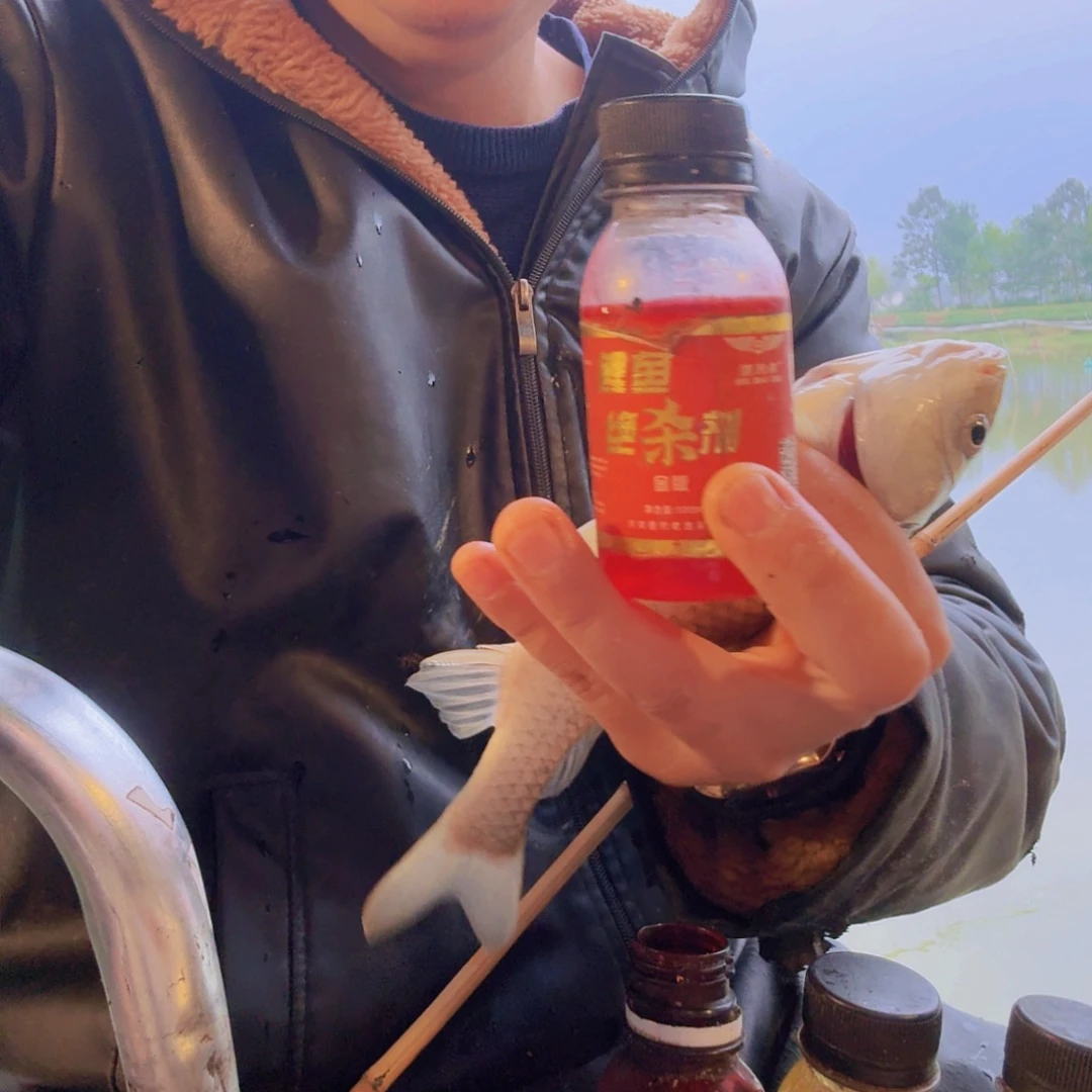 鲤鱼绝杀剂专钓鲤鱼