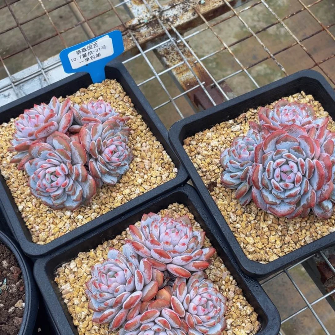 1007-31-星星橙全状态一刻