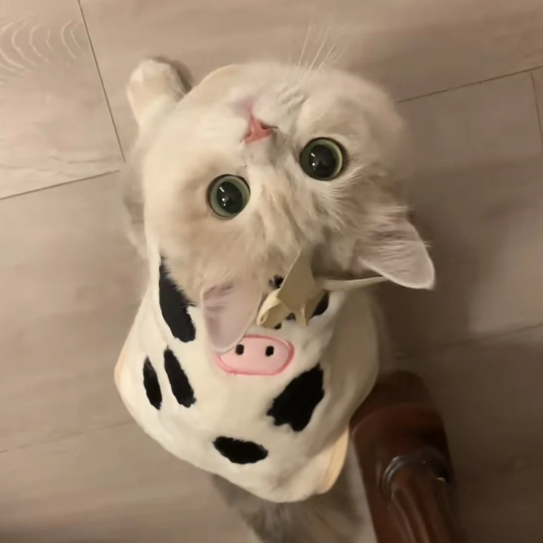 宠物猫咪衣服宠物小狗狗秋冬装保暖马甲金渐层美短小奶牛衣服