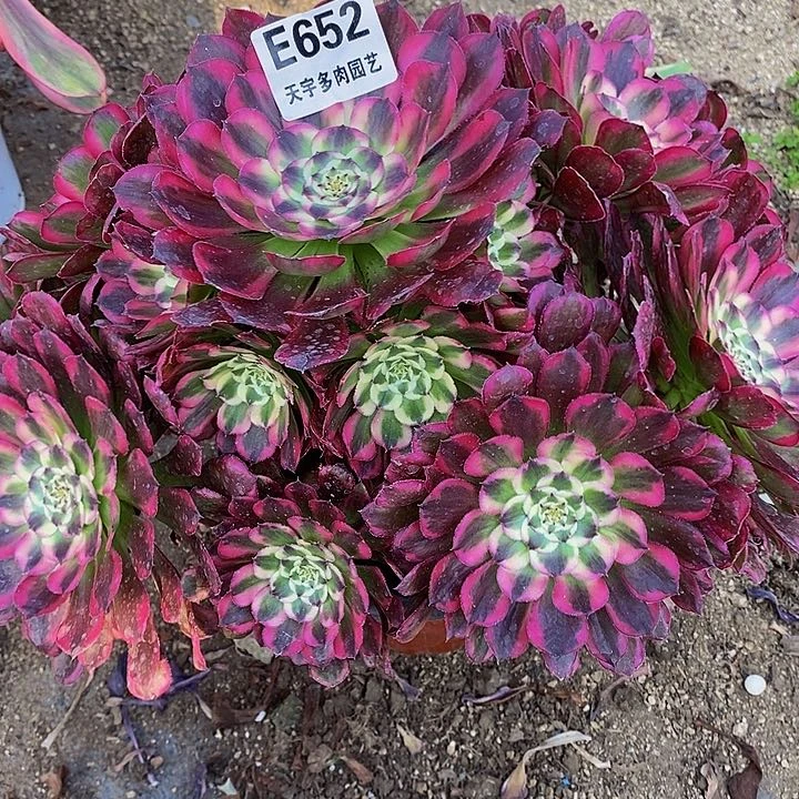 多肉红铜白绿体652多肉