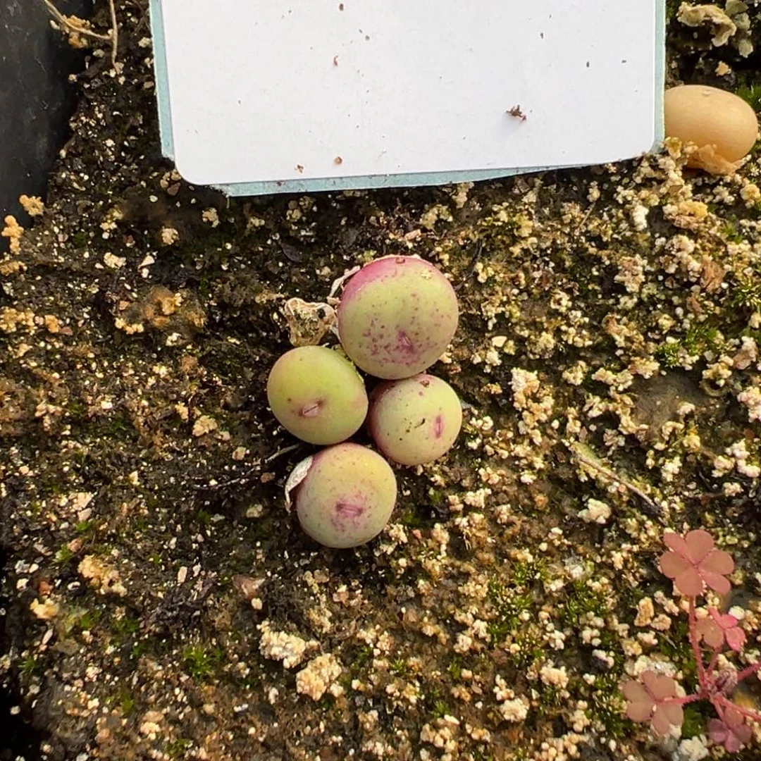 15-288量拍小红嘴一颗