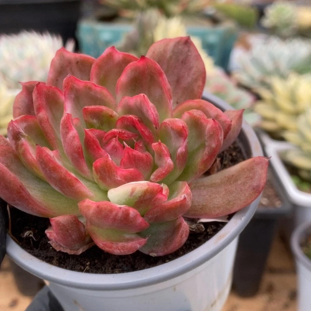 282红舞东云锦锦锦锦