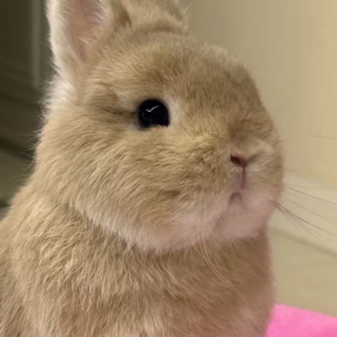 侏儒兔垂耳兔活体