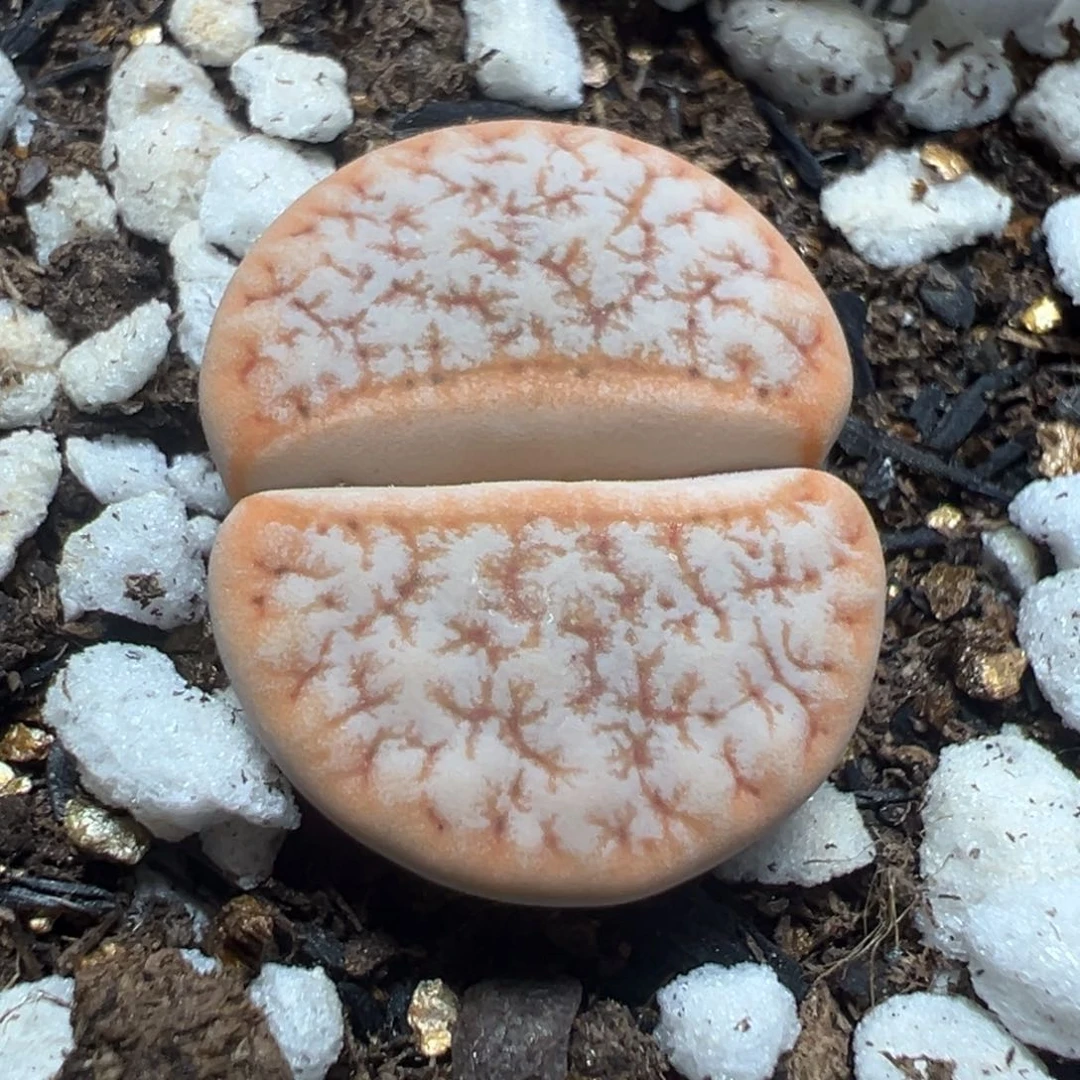 【闪购商品】 402。