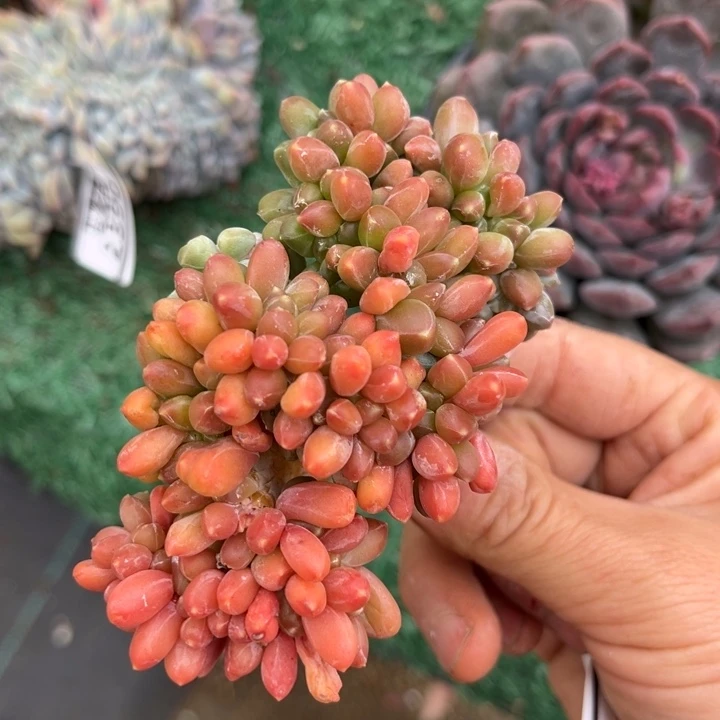 千代田缀2391多肉植物