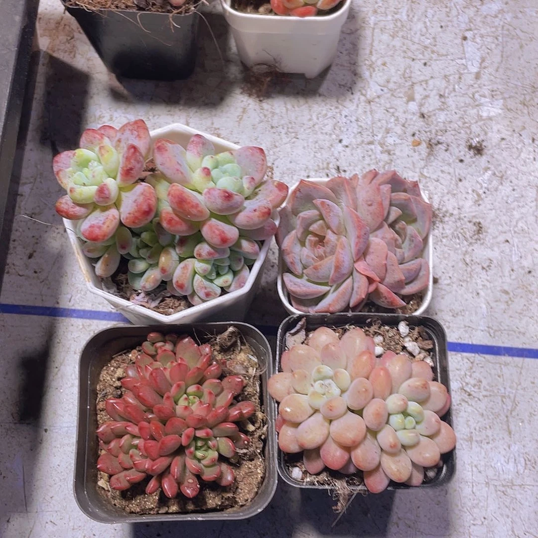 劳尔+梦幻泡影+洛可可+红宝石