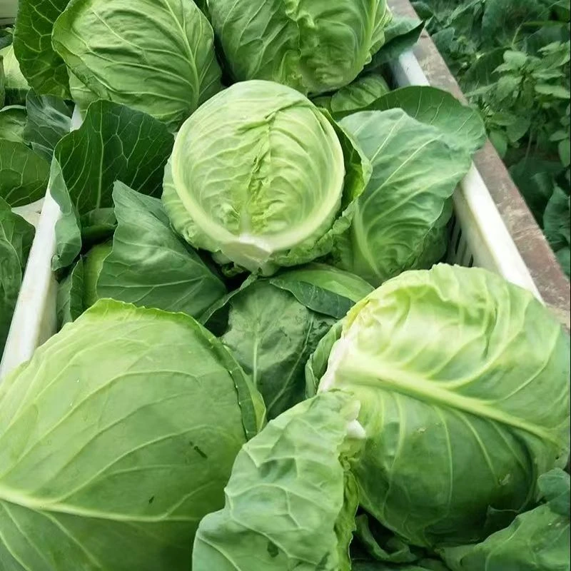 【特大莲花白包菜种子】四季种植盆栽地栽阳台小院种植