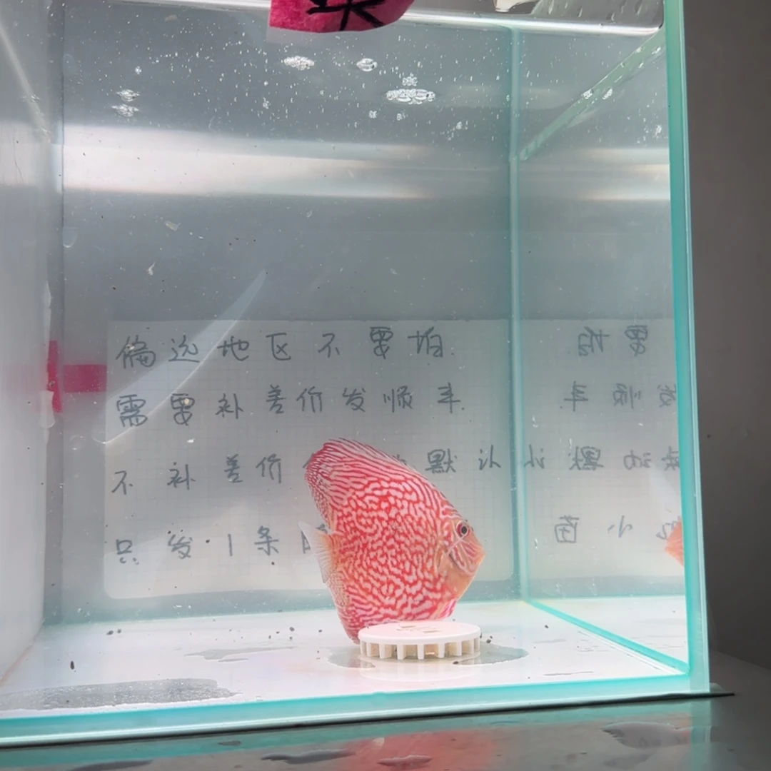 七彩神仙鱼肉身7-8偏远地区不拍