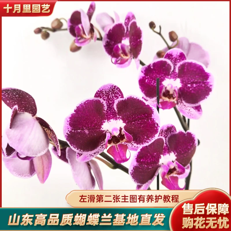 十月里园艺【昂热 双梗发货3.5寸杯】带花带花苞 安祖欧品