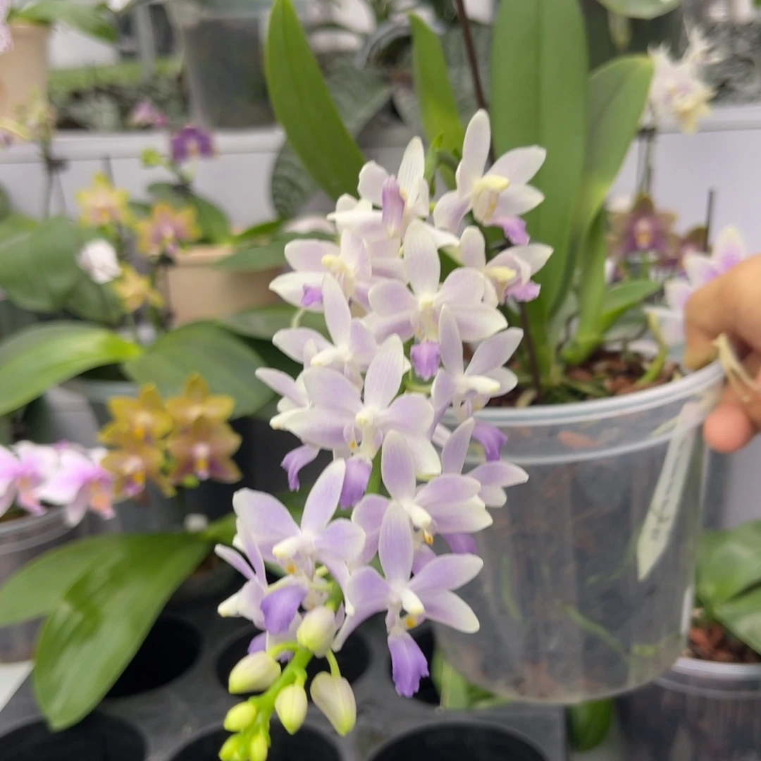 完全开放562 5寸带高芽 蓝星 叶瑕疵 一物一拍