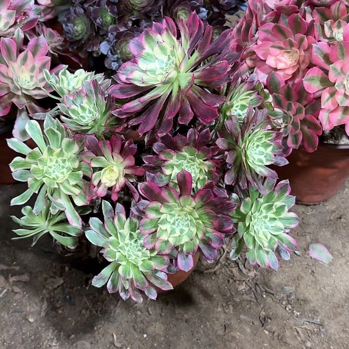 ꧁****꧂多肉植物法师天合91