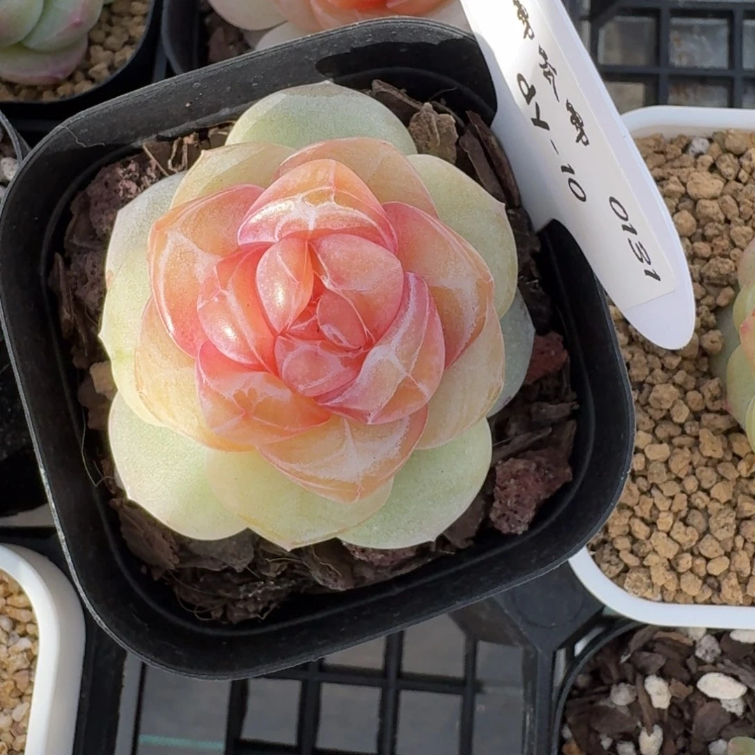 0131-010-果汁软糖