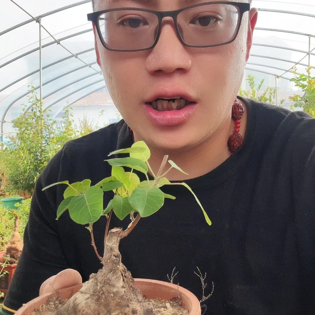 当前无花朵，栽培后可花朵贵****车