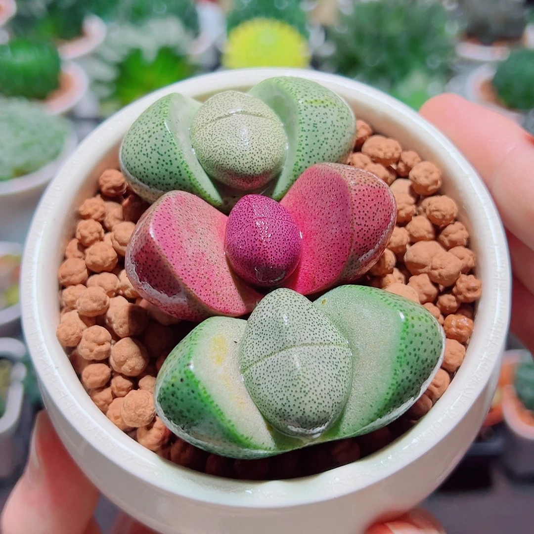 1紫元宝2绿元宝原盆土