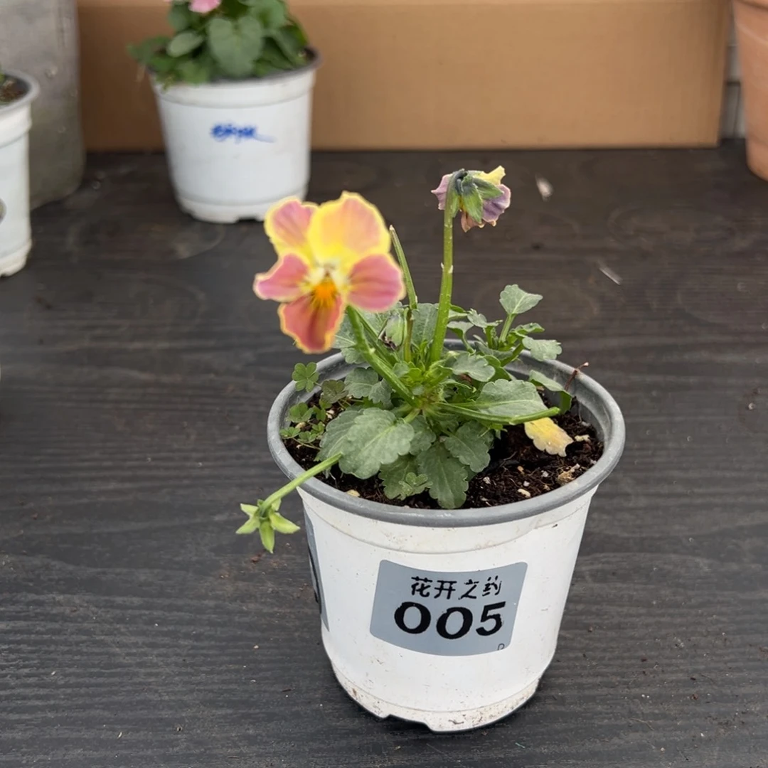 【闪购商品】完全开放005号