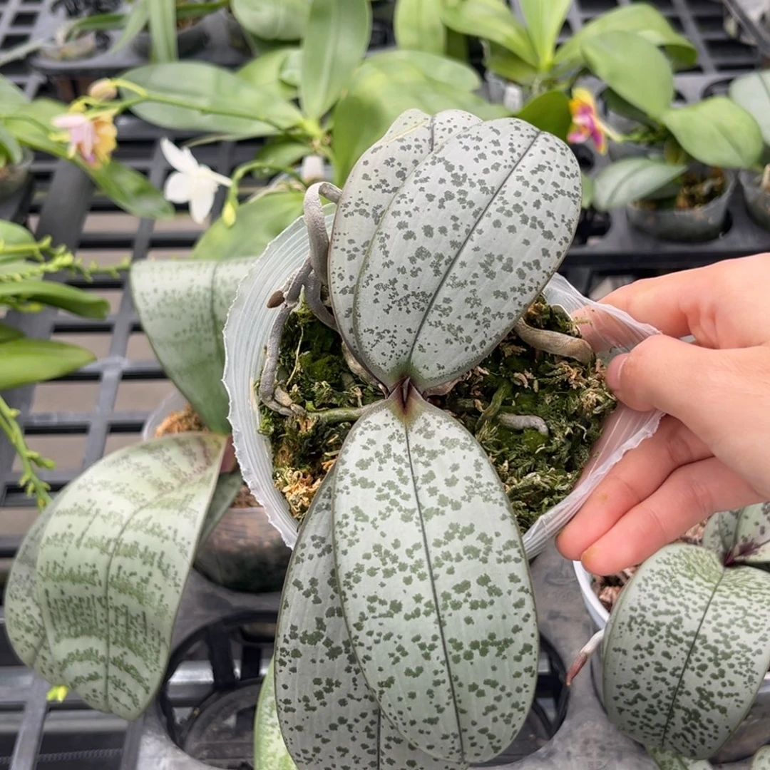 无花朵3.5寸银叶脉纹分生抽梗苗