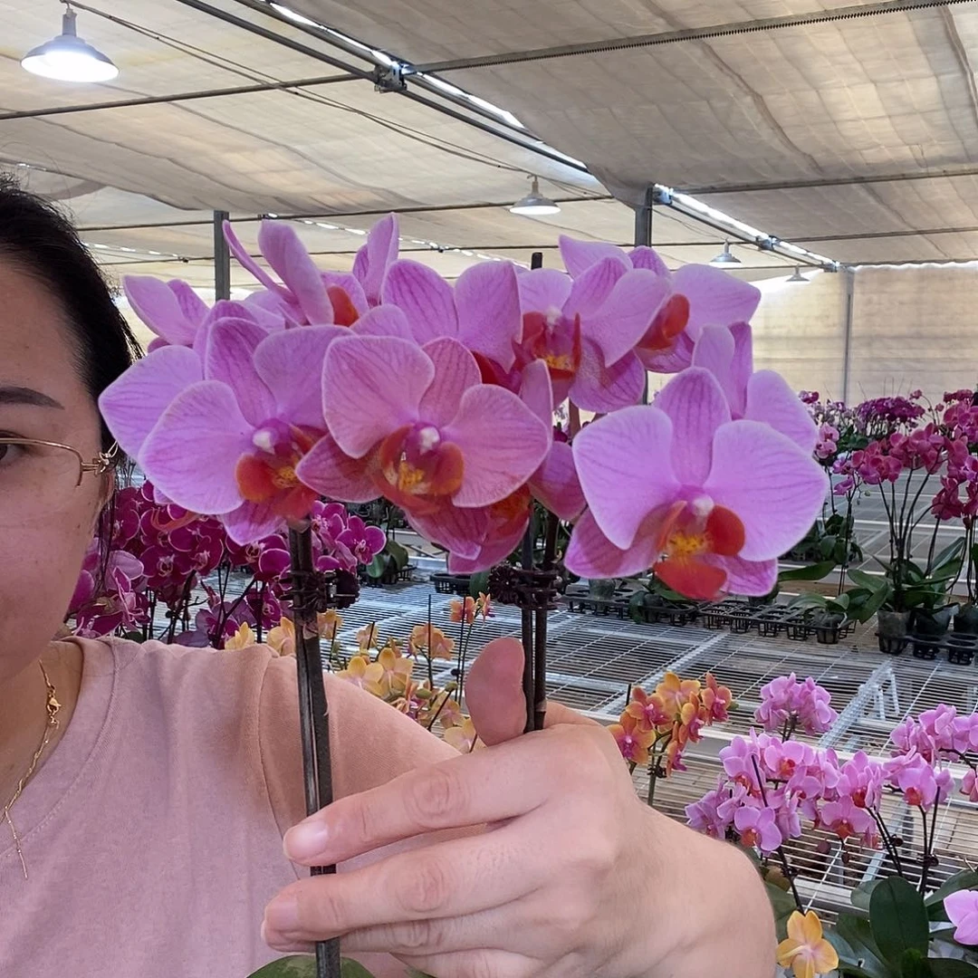 完全开放圣罗莎2棵