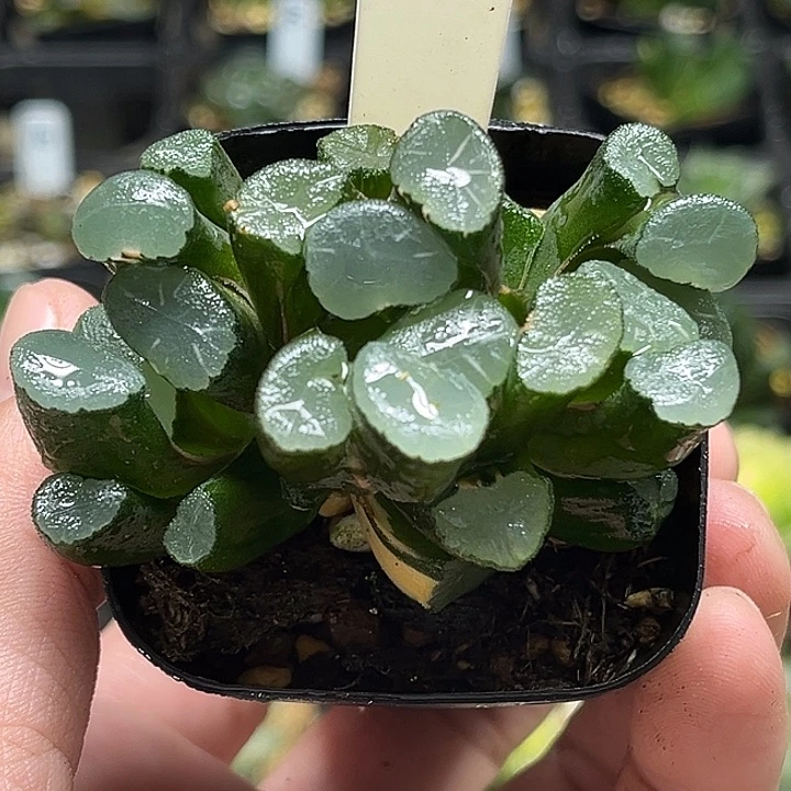 29三头欧大宝万象锦