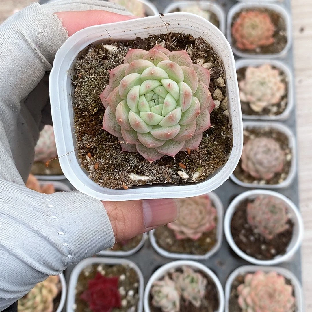 多肉植物9.9包邮5069