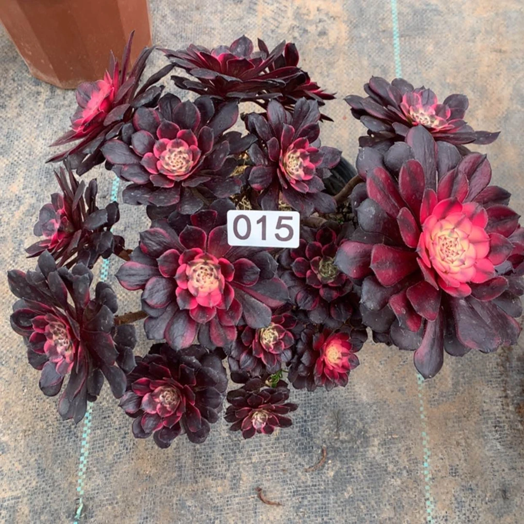 【闪购商品】寂*：15烟花