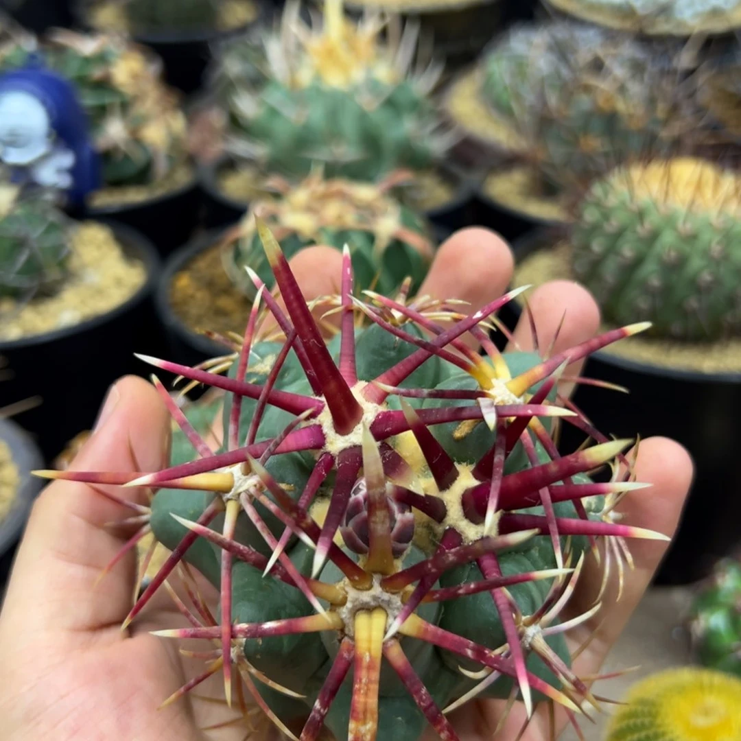 微***肌无花朵仙人球一物一拍