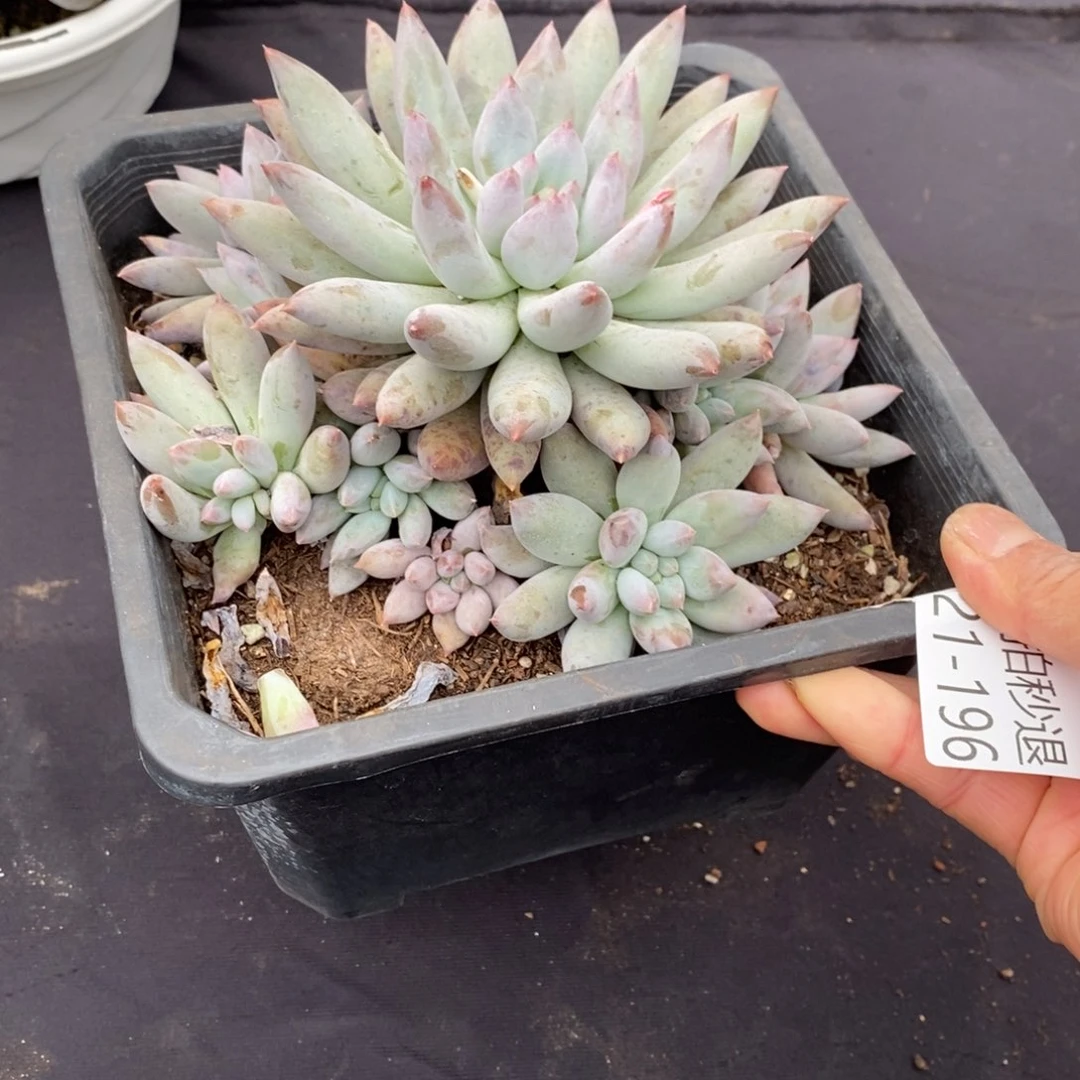 两单包邮1121-196所罗门