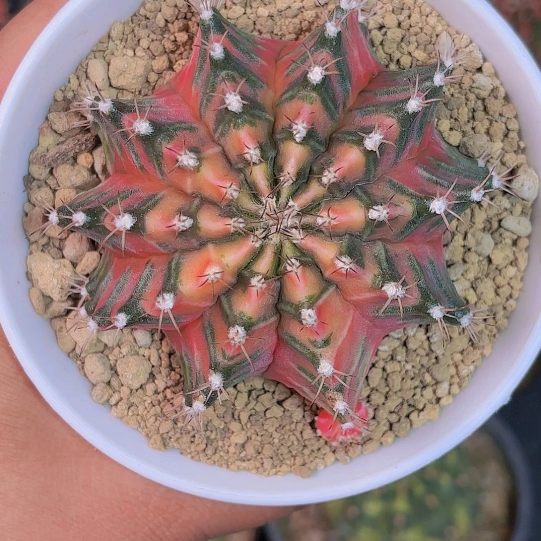 特价仙人球米哈33号