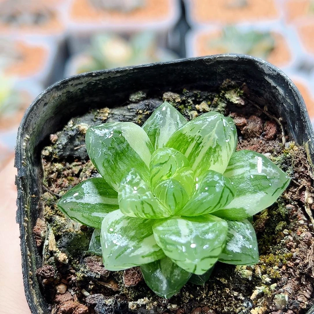 十二卷多肉花火锦