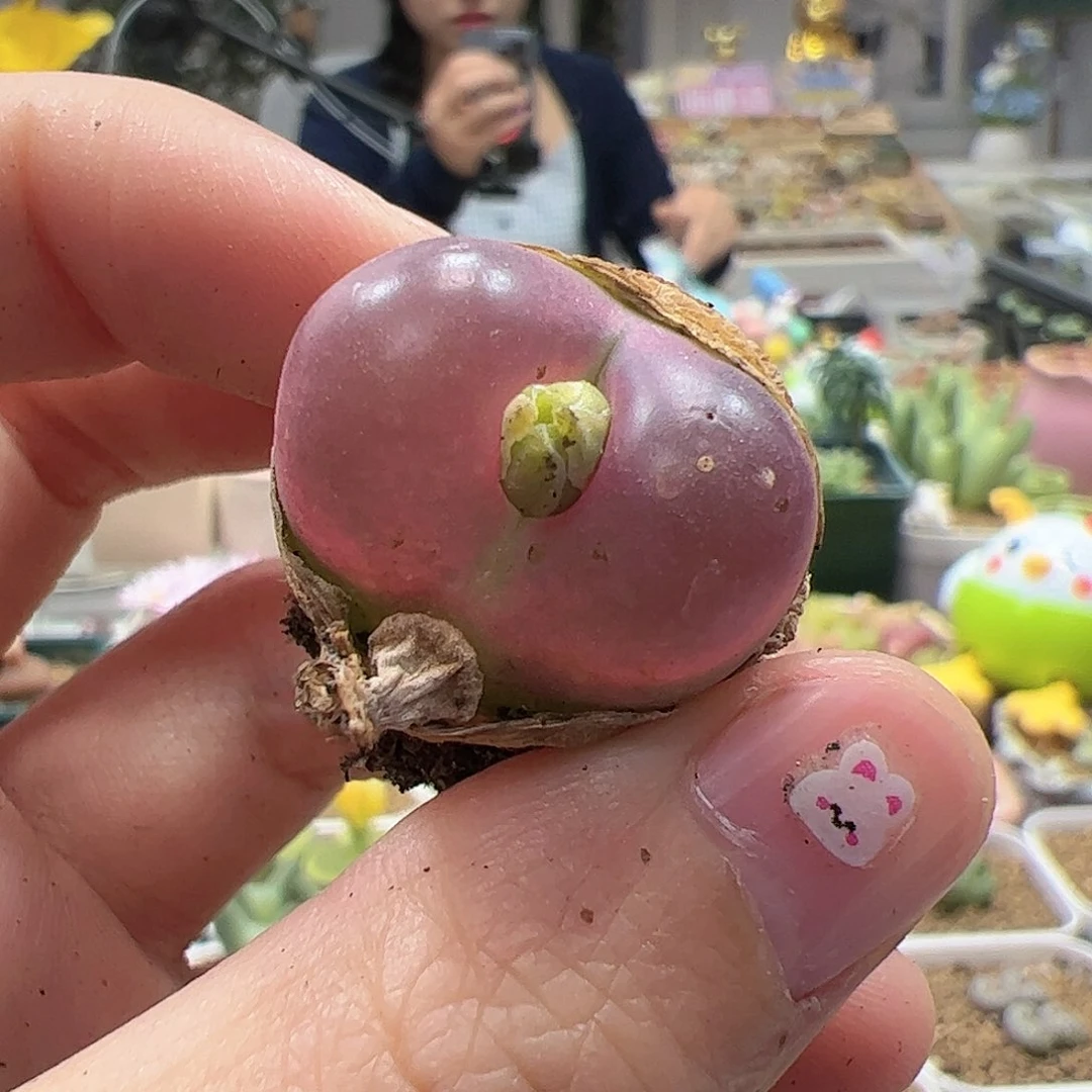 【闪购商品】34 粉色