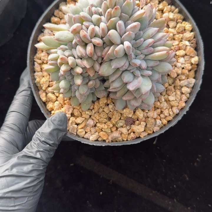 张***ᰔ12厘米左右一物一拍的