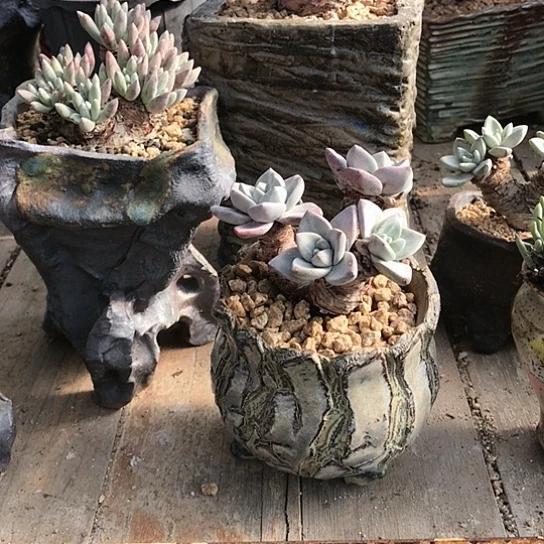 …苹果叶仙女棒仙女棒