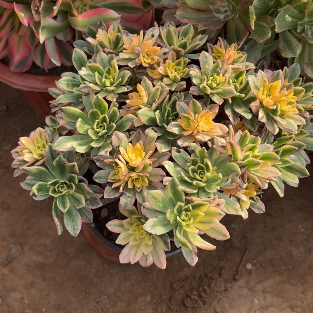 甜茶9.9木质老桩法师